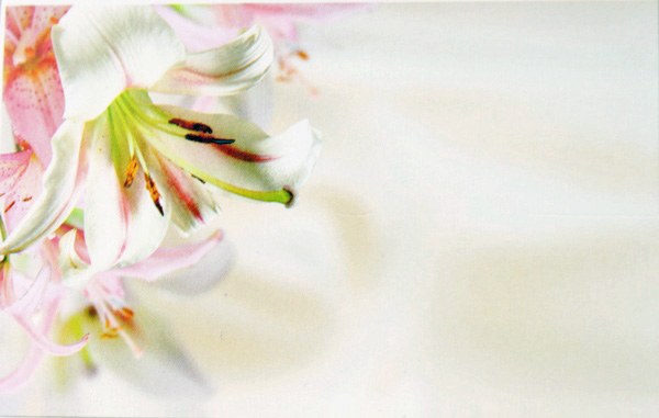 Picture of Florist Cards Small Pink Lily x 50pcs